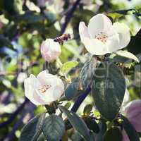 bee sits on a flower of a quince