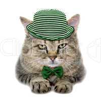 cat in a green hat and a butterfly tie