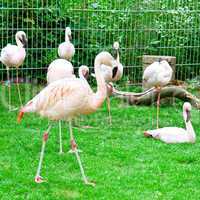 Pink flamingos at the zoological garden