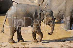 elephant calf in the wild