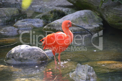 Vogel im Wasser