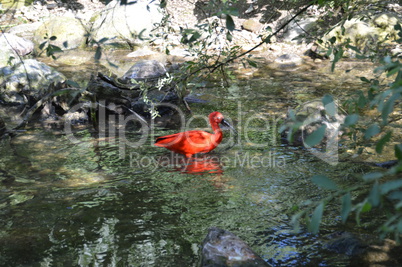 Roter  Vogel im Wasser