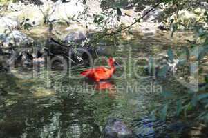 Roter  Vogel im Wasser