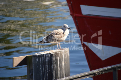 Möve am Hafen