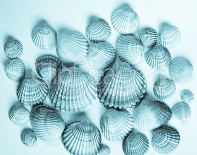 Shells