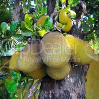 Ripe breadfruit