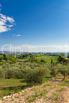 olive plantation