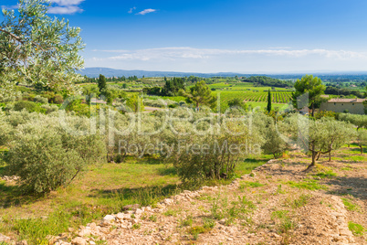 olive plantation