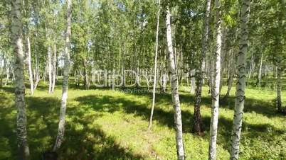 The camera moves through the trees. Birch forest.