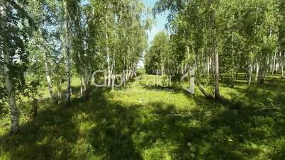 Camera moves through the trees. Birch forest.