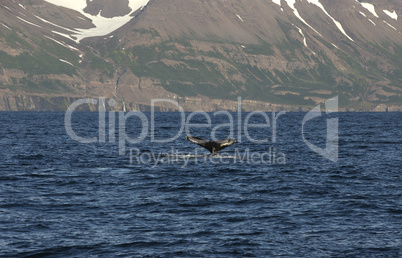 Humpback whale