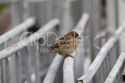 Home Sparrow sits on a white fence