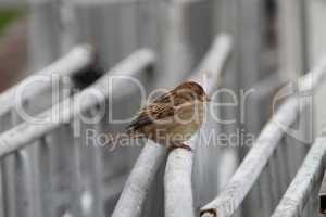 Home Sparrow sits on a white fence