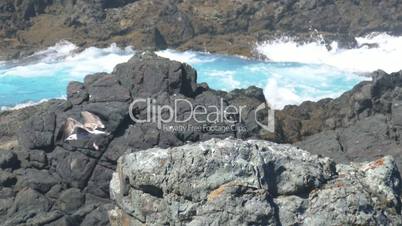 Seagull Sitting on the Rocks, background ocean with waves