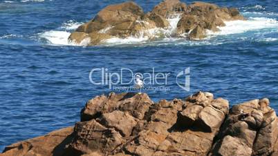 Seagull Sitting on the Rocks, background ocean with waves