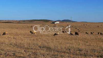Flock of Sheep Grazing on Fields Alentejo, Portugal