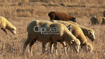 Flock of Sheep Grazing on Fields Alentejo, Portugal