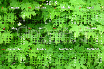 calendar for 2014 - 2017 years and green leaves of maple