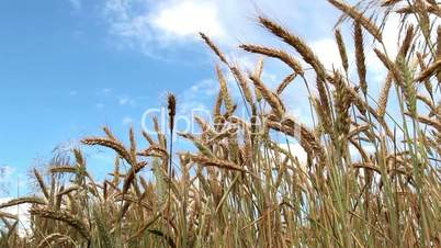 ripening grain in a wheat field