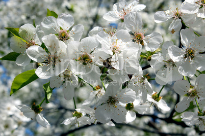 branches of blossoming cherry