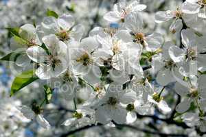 branches of blossoming cherry