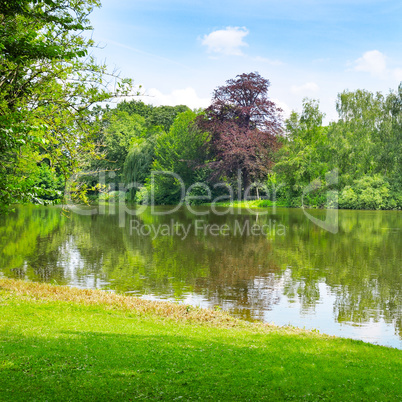 lake in the summer park