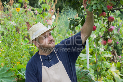 apple tree