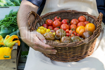 tomatoes