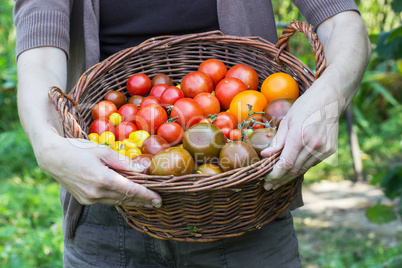 tomatoes