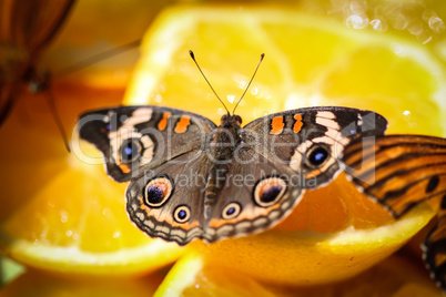 Common Buckeye Junonia Coenia