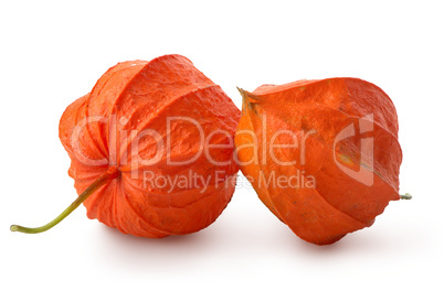 Two flowers of physalis