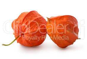 Two flowers of physalis
