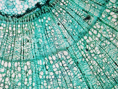 Pine Wood micrograph