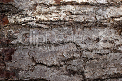 Pine Bark Surfaces Texture 1