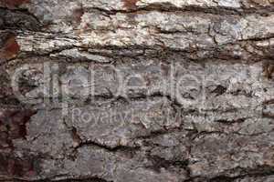Pine Bark Surfaces Texture 1