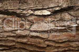 Pine Bark Surfaces Texture 2