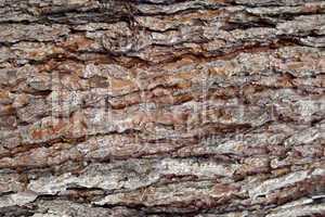 Pine Bark Surfaces Texture 3