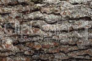 Pine Bark Surfaces Texture 4