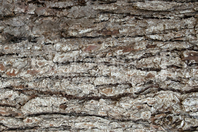 Pine Bark Surfaces Texture 6