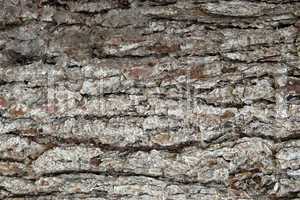 Pine Bark Surfaces Texture 6