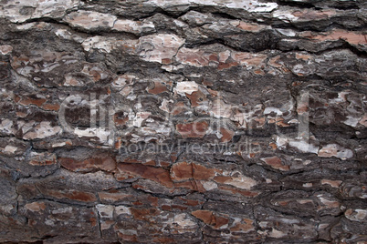 Pine Bark Surfaces Texture 5