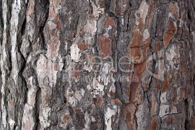 Pine Bark Surfaces Texture 7