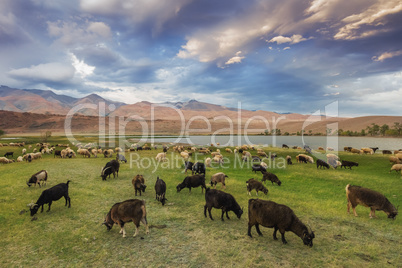 A herd of sheep and goats grazing near the lake at the foot of t