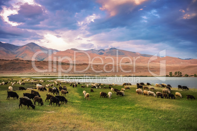 A herd of sheep and goats grazing near the lake at the foot of t