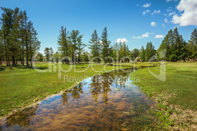 Reflection of trees in the creek