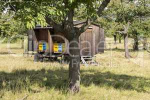 Alter Bienenwagen in Obstplantage