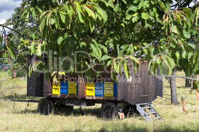 Alter Bienenwagen auf einer Obstplantage
