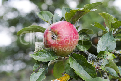 Roter Apfel am Zweig eines Apfelbaumes