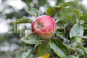 Roter Apfel am Zweig eines Apfelbaumes