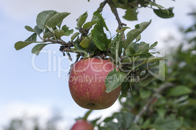 Roter Apfel am Zweig eines Apfelbaumes